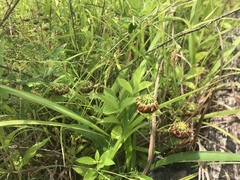 Trifolium reflexum