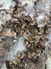 Umbilicaria spodochroa