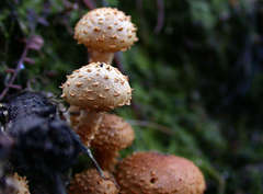 Pholiota squarrosipes