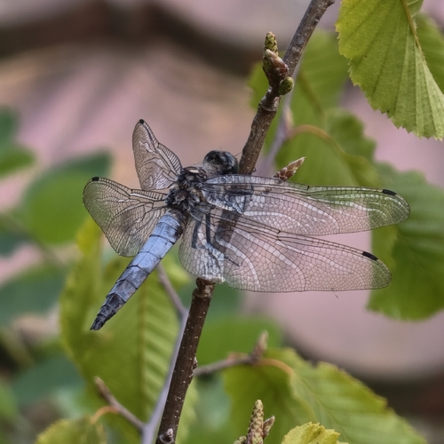 Black-tailed Skimmer