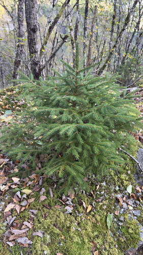 Norway spruce