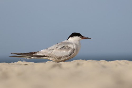 Common Tern