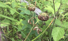 Trifolium reflexum