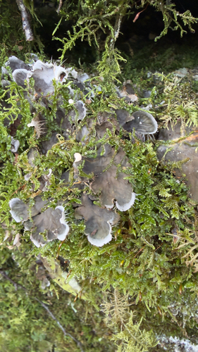 scaly pelt lichen