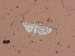 Pyraloidea