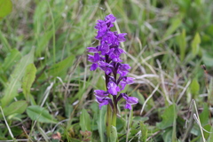 Anacamptis morio morio
