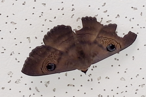 Southern Moon Moth