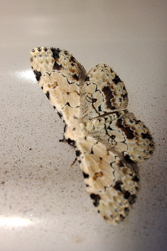Fungi Snout