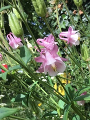 Aquilegia vulgaris