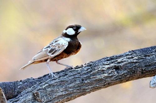 iNaturalist image