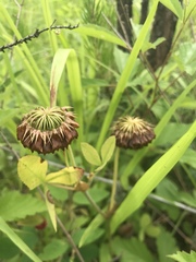 Trifolium reflexum