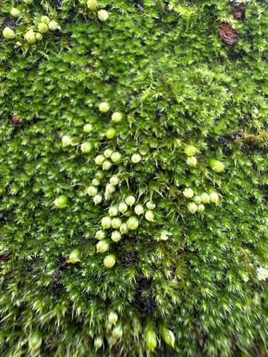 Venturiella sinensis observed 2026-09-30