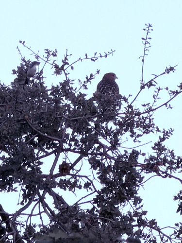 Red-shouldered Hawk