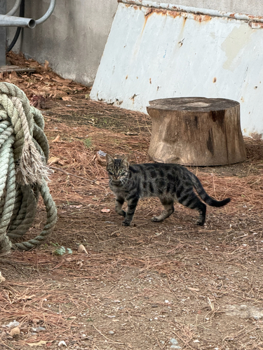 Domestic Cat