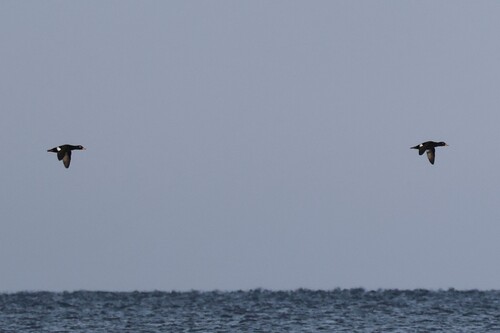 Velvet Scoter
