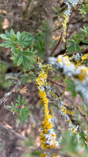 Common Sunburst Lichen
