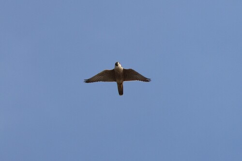 Peregrine Falcon
