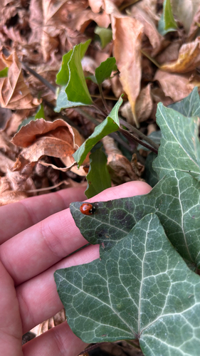 Seven-spotted Lady Beetle