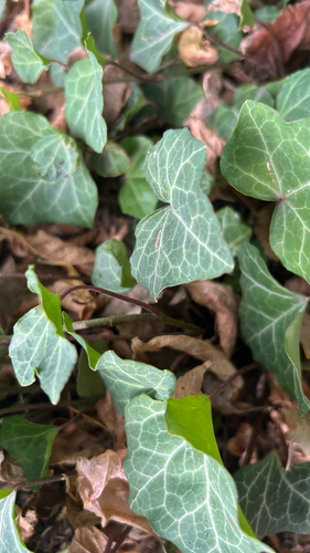 common ivy
