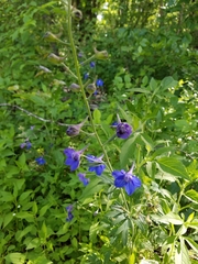Delphinium alabamicum