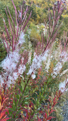 fireweed