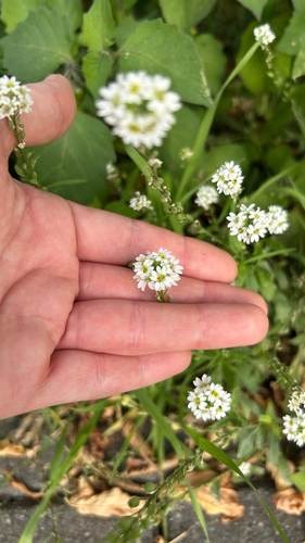 hoary alyssum
