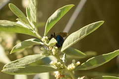 Augochloropsis tupacamaru