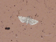 Pyraloidea