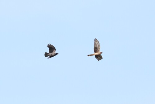 Hen Harrier