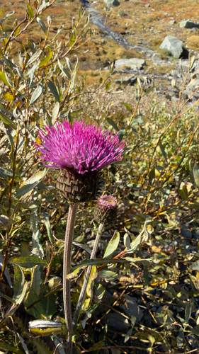 Melancholy Thistle