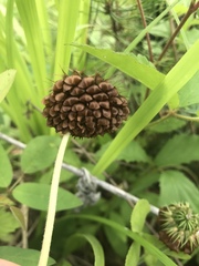 Trifolium reflexum