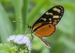 Mechanitis polymnia isthmia