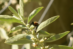 Augochloropsis tupacamaru