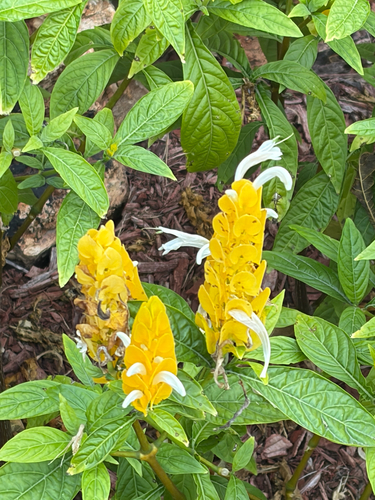 golden shrimp plant