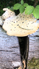 Cerioporus squamosus