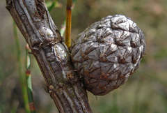 Allocasuarina paludosa