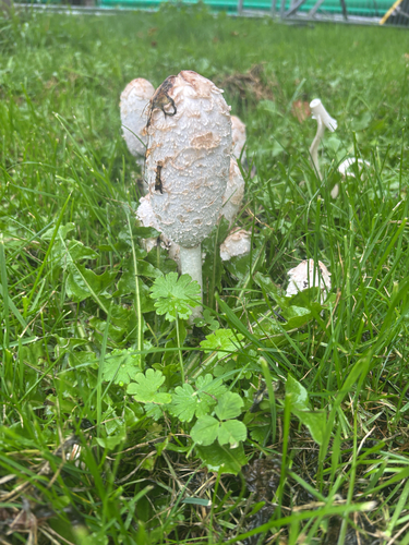 Shaggy Mane