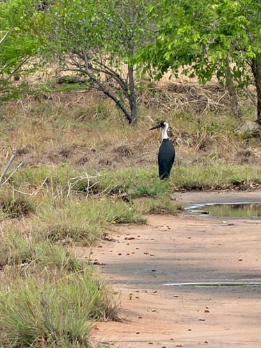 African Woolly-necked Stork