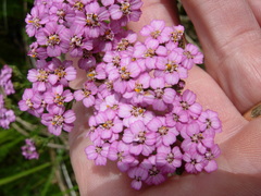 Achillea millefolium borealis