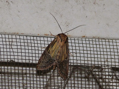 Noctuidae