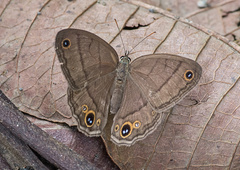 Cissia