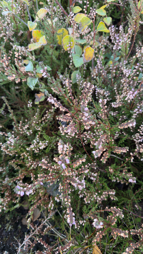 common heather