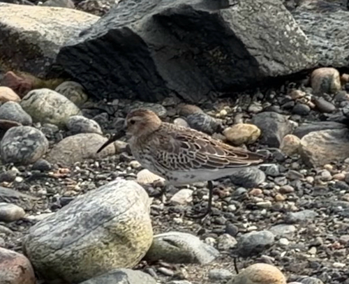 Dunlin