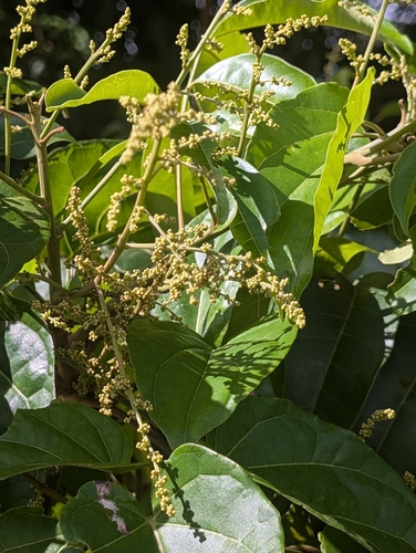 Tapirira guianensis, 2026-09-29