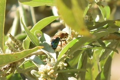 Augochloropsis tupacamaru