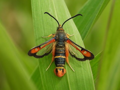 Pyropteron chrysidiforme