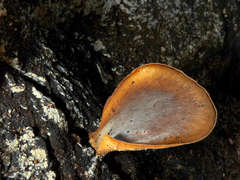 Pleurotus australis