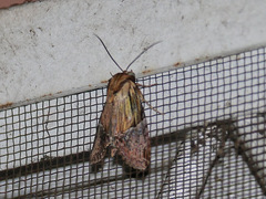 Noctuidae