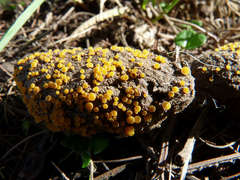 Cheilymenia raripila