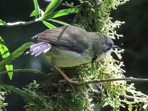 iNaturalist image